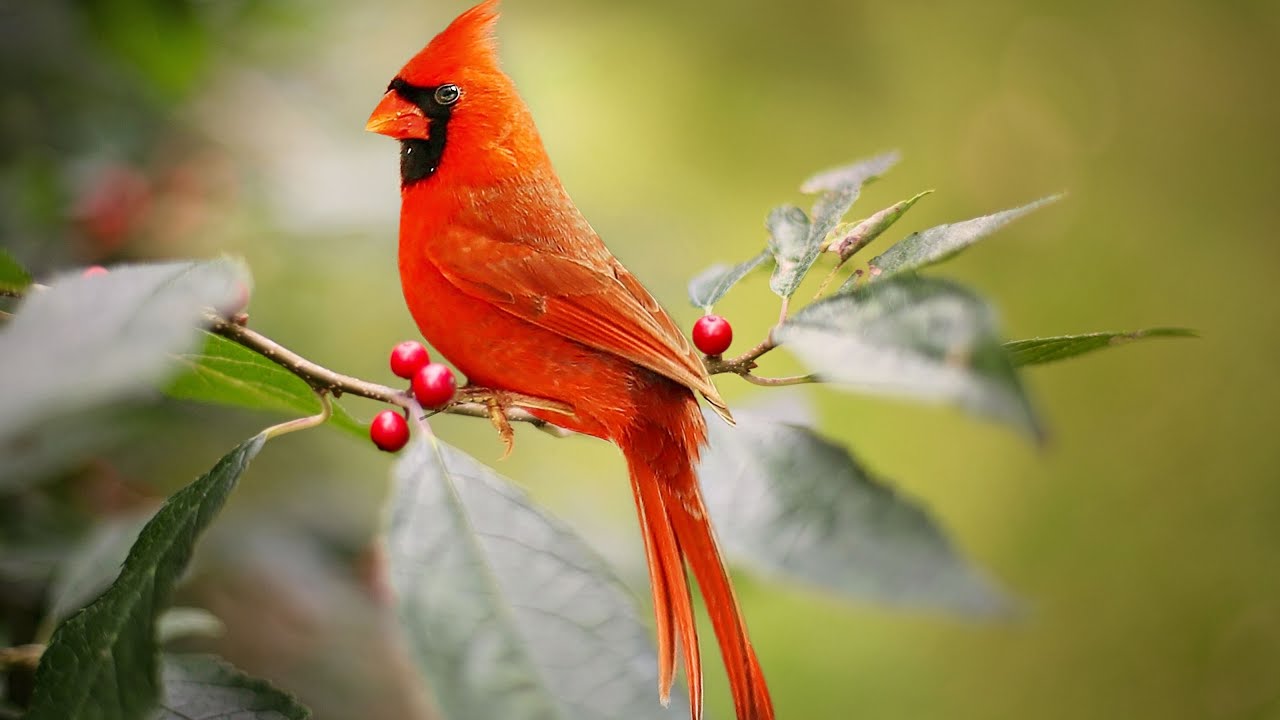 BIRDS SINGING -- BEAUTIFUL CARDINAL SINGING ! MELODIOUS ! SOOTHING ! RELAXING !
