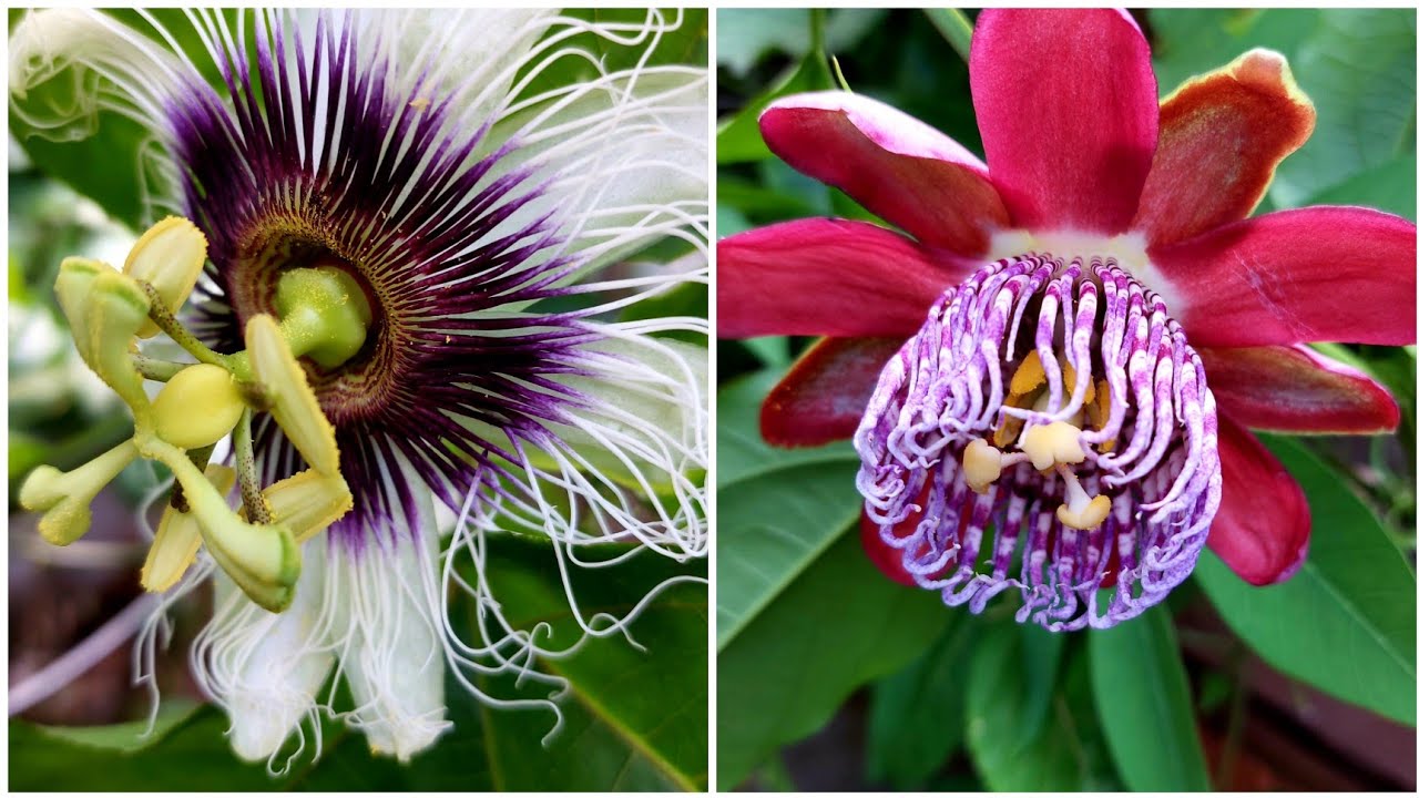 2 DICAS PARA DIFERENCIAR O MARACUJ&Aacute; DOCE DO MARACUJ&Aacute; AZEDO ATRAV&Eacute;S DAS FLORES E FOLHAS + POLINIZA&Ccedil;&Atilde;O