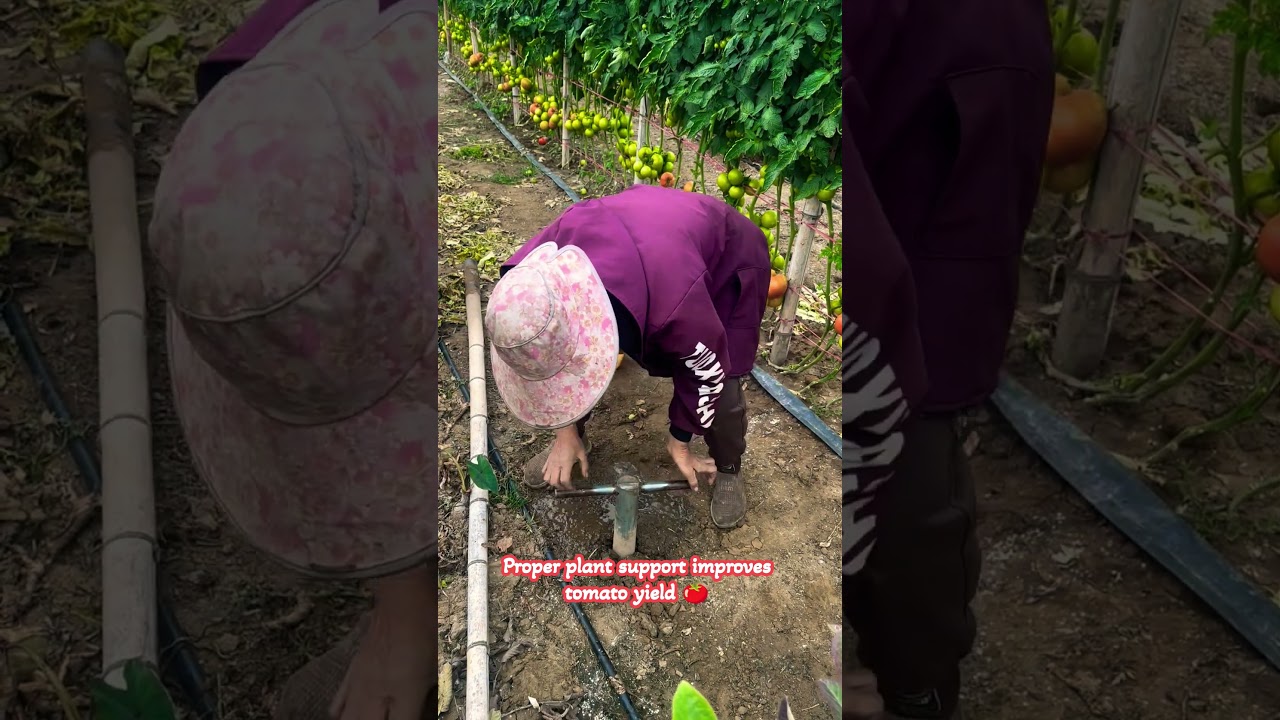 Smart Tool for Tomato Plant Support#shortsfeed #easyfarming