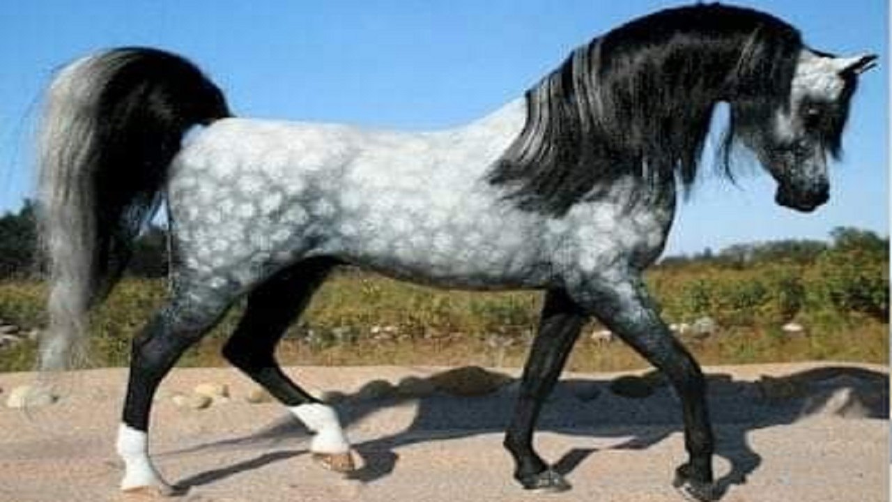 🏆 أفضل خيول الإنتاج في الخيل العربي في العالم لعام 2025 | 🏆 Best Arabian Horse Sires in 2025