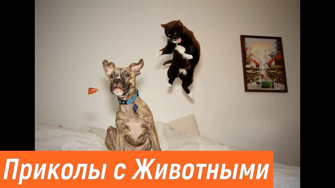Домашние животные / Про животных / Животные и люди / Смешные собаки и кошки / Приколы с животными