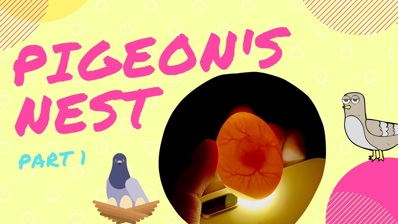 🐣 Pigeon's nest part 1🥚🥚