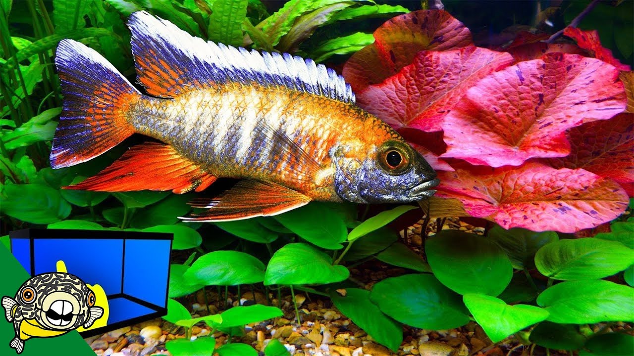 Planted African Cichlid Tank - How To
