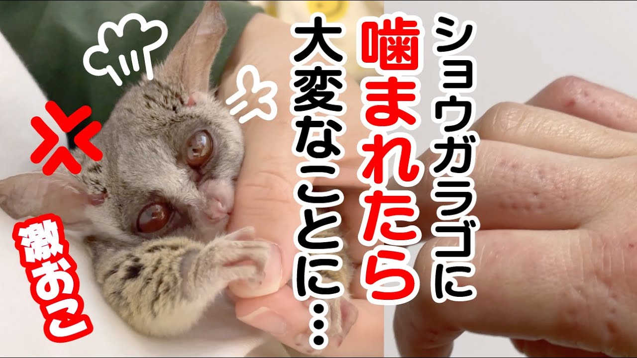 ショウガラゴは飼わない方がいい！？ Pizzatoru the Bushbaby / ショウガラゴのピザトル