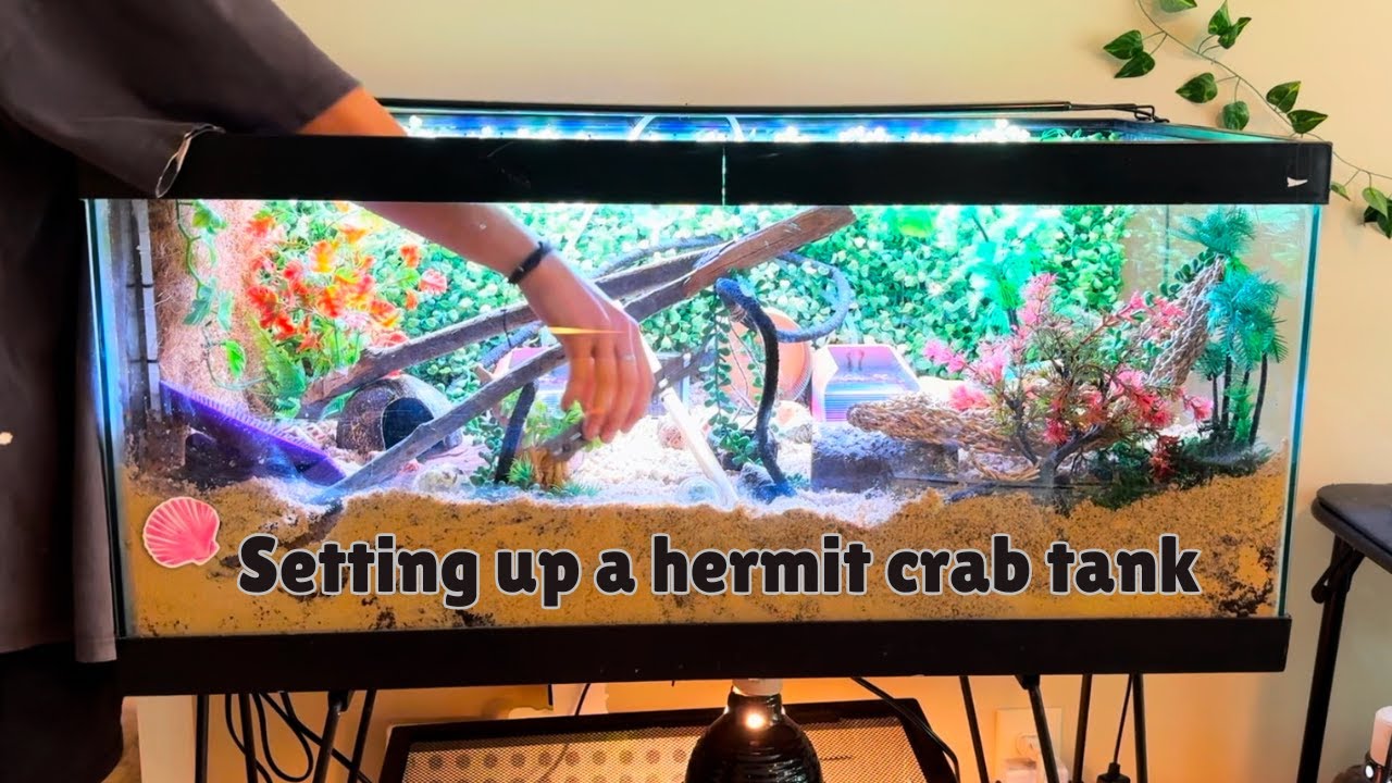 Setting Up a PROPER Enclosure for my 3 Rescued Hermit Crabs