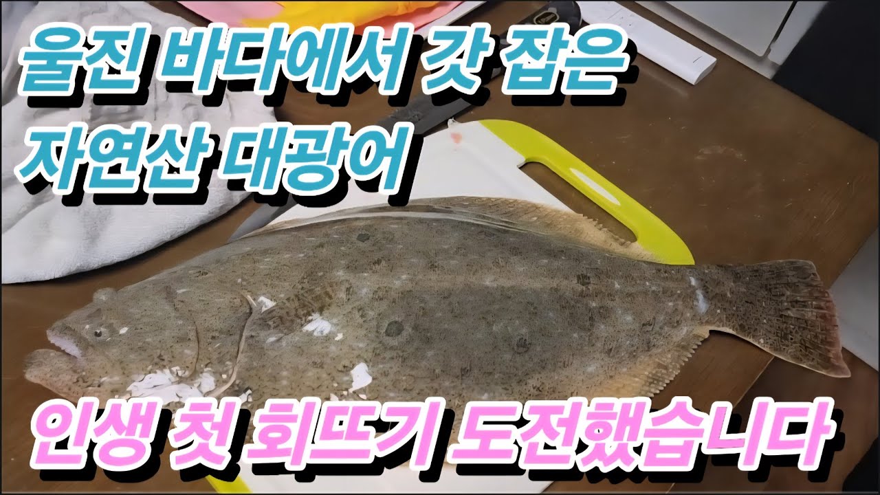 울진 바다에서 갓 잡은 자연산 대광어를 선물 받았습니다. 초보자의 좌충우돌 첫 회뜨기 (feat.인생 지리탕)