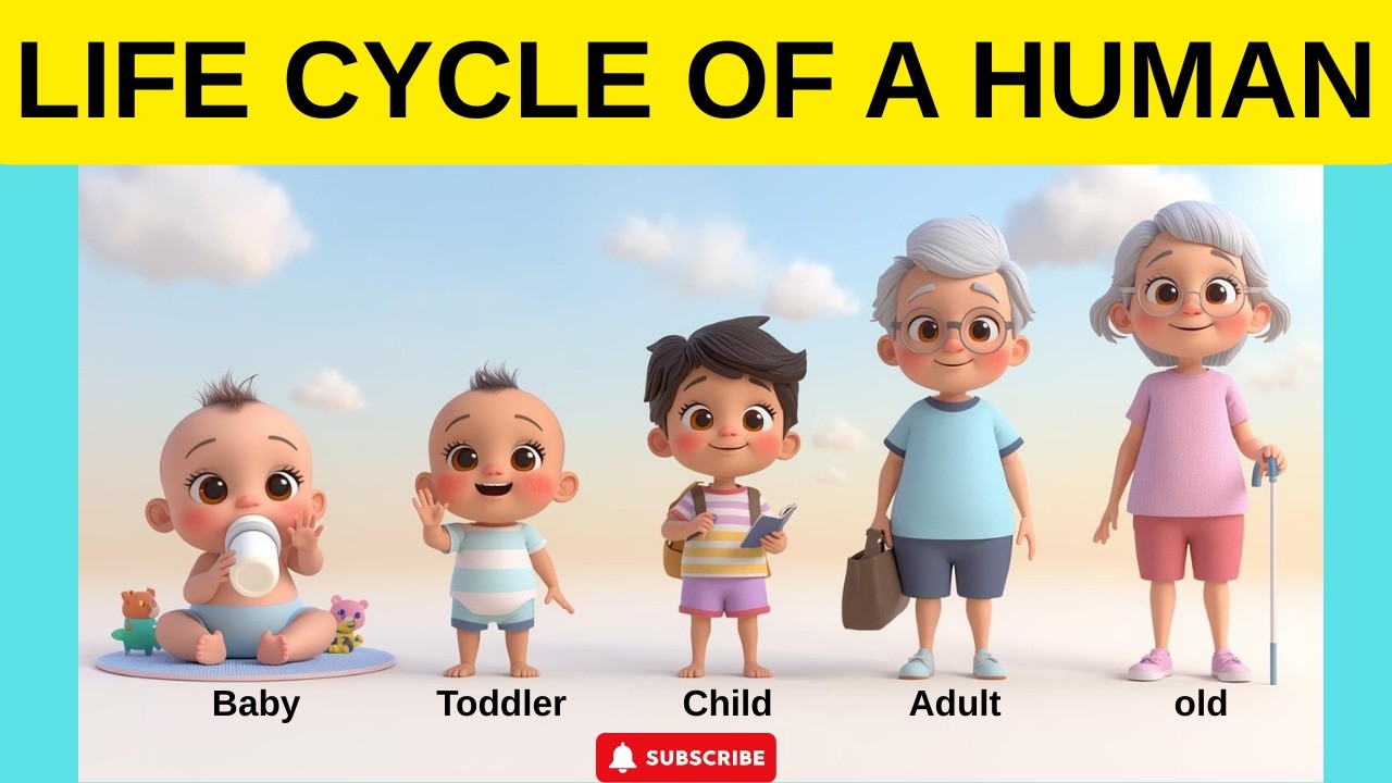 Human Life Cycle for Kids 👶➡️👴 | Stages of Life Easy Explanation