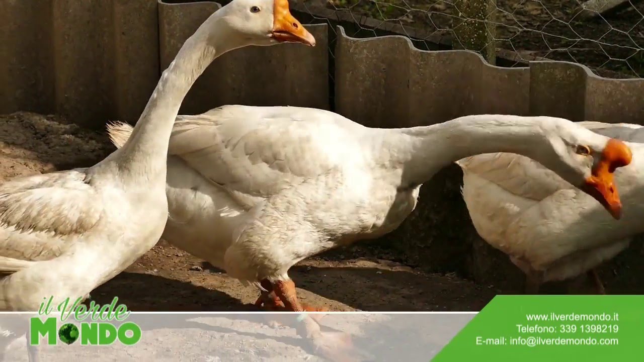 Scopri le razze di animali del Verde Mondo!