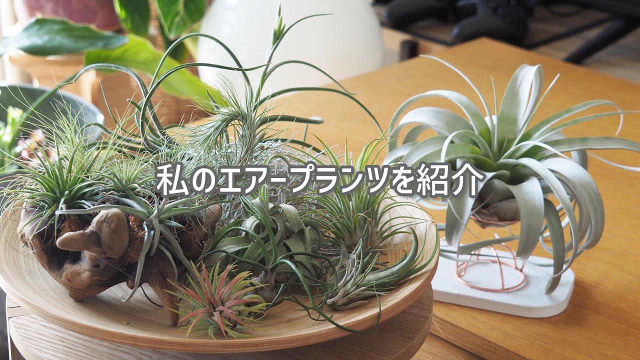 【エアープランツ】私の育てている株をご紹介