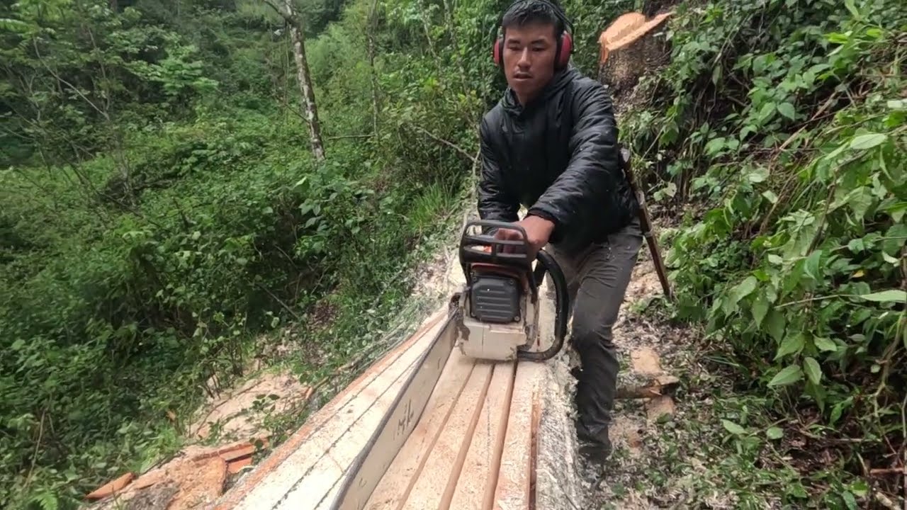 Tree Cutting in the Hills of Nepal – Real Village Life#Powerful Chainsaw Cutting Massive