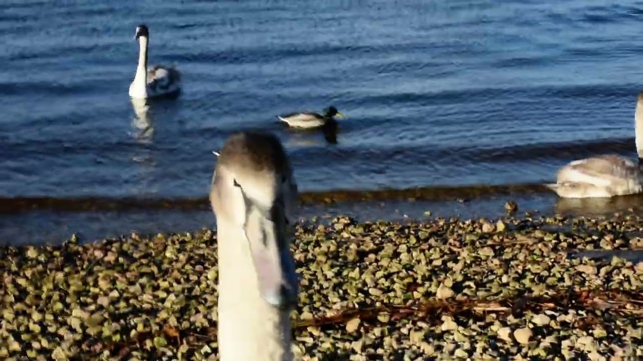 Воинственный