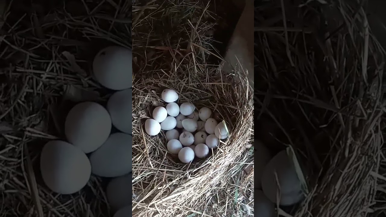 Bobwhite Quail Eggs...The Best!!