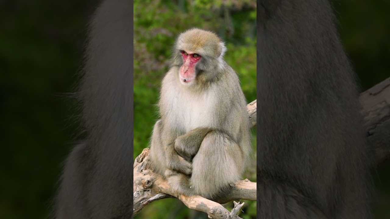 Snow Monkeys Bath Tub  