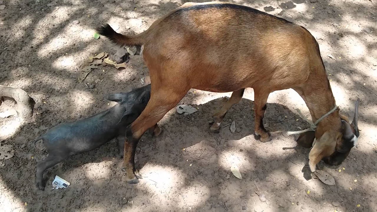 Agripino  mamando na cabra