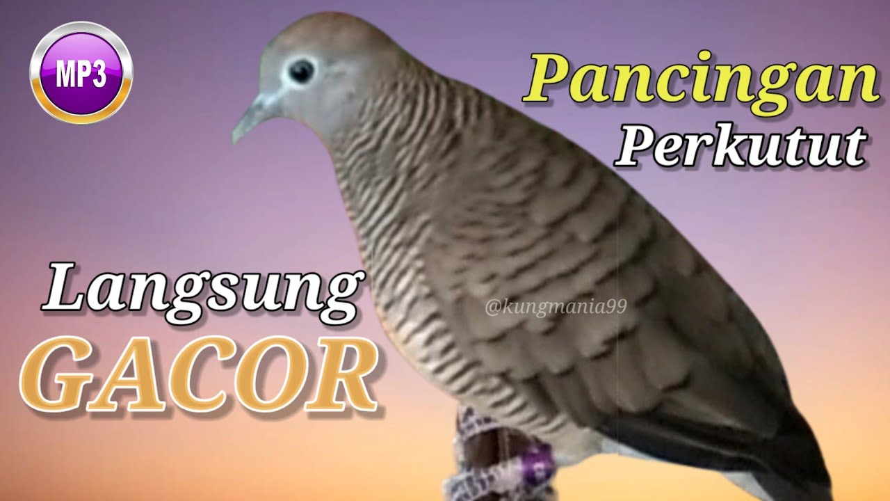 Koleksi Suara Burung PERKUTUT ALAM GACOR Panjang Cocok Untuk Masteran Dan Pancingan | perkutut,