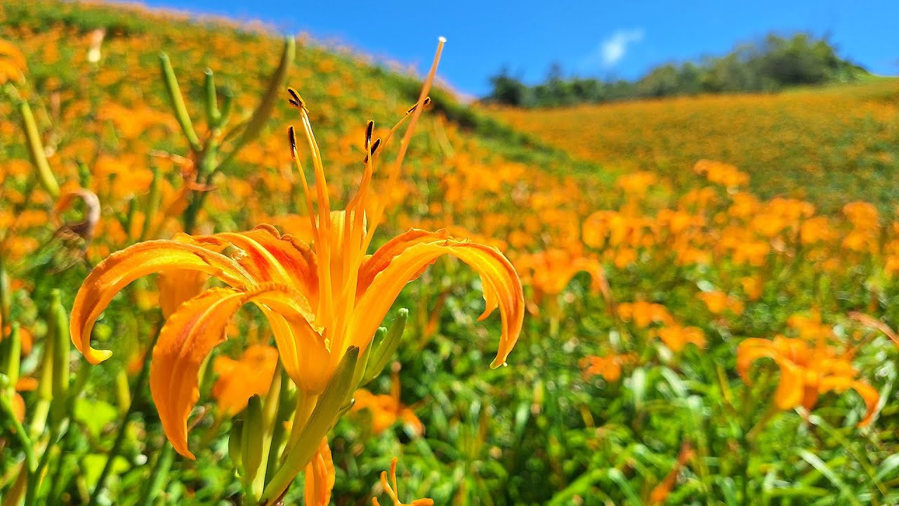【4K】2025花蓮富里六十石山金針花 (Day-Lilies in Hualien Fuli 2025)(8月中下旬花況)