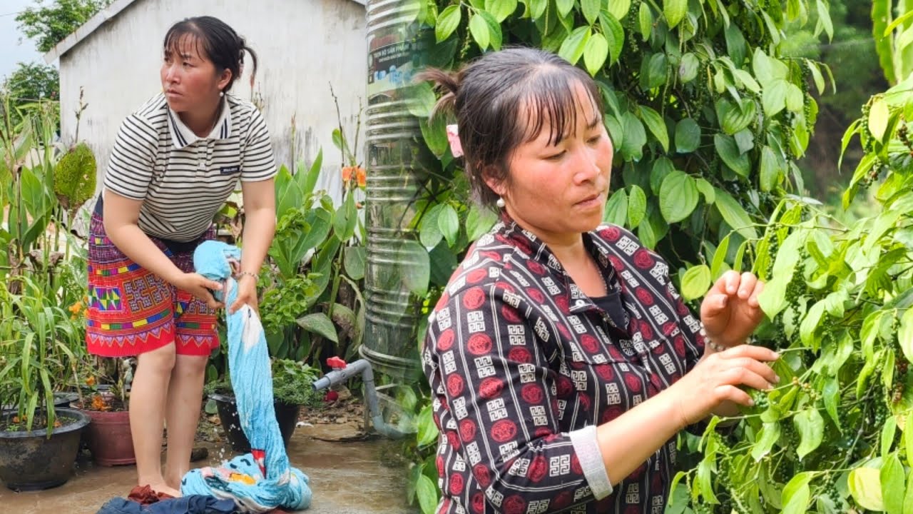 To earn money, Vê La goes to her boss’s garden to pick pepper again.