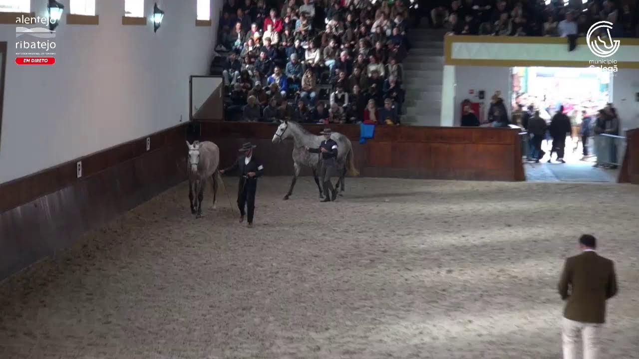 FEIRA NACIONAL DO CAVALO GOLEGÃ 2025 - 9º DIA DE EVENTO - 15/11/2025
