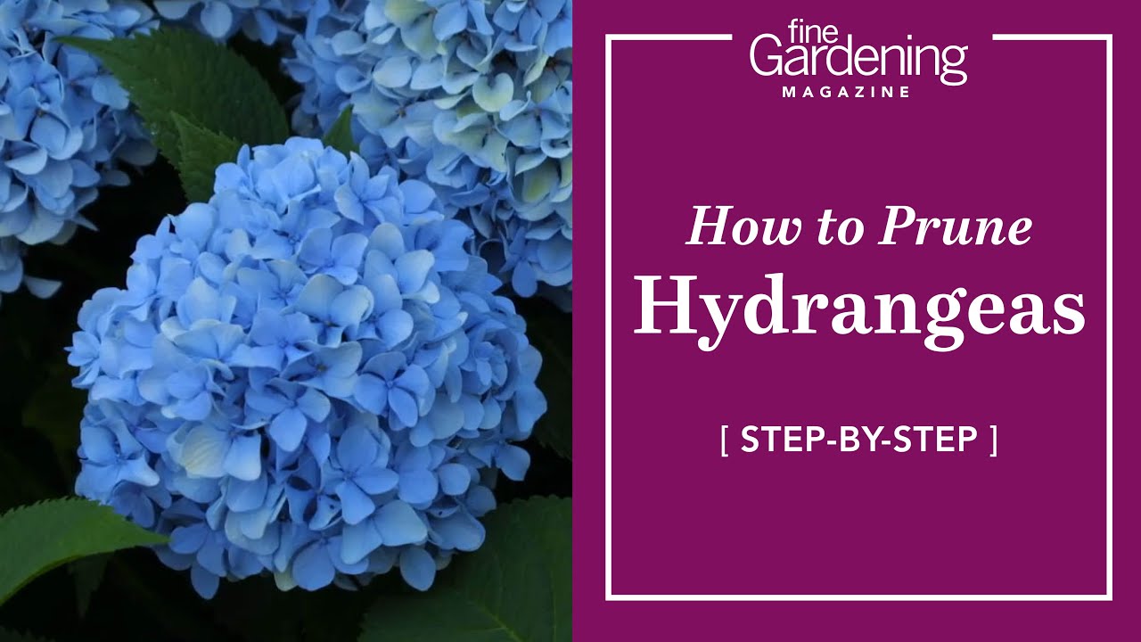 How to Prune Hydrangeas