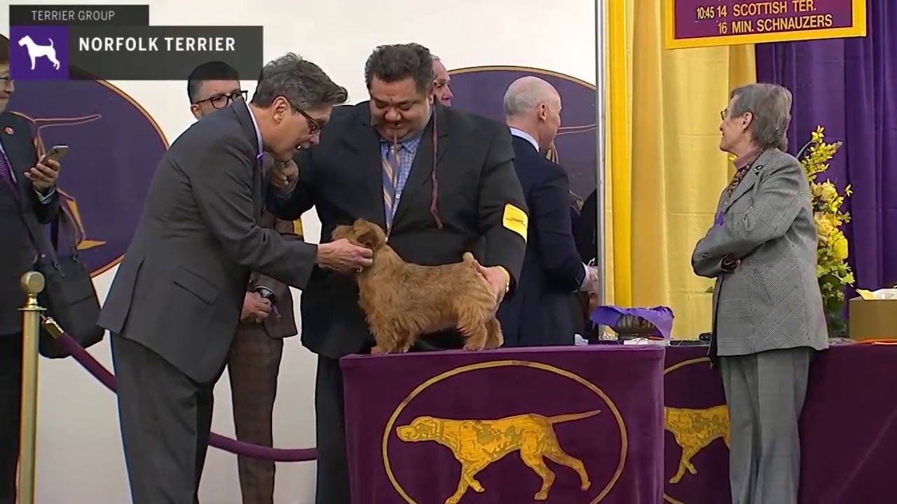 Norfolk Terriers | Breed Judging 2020
