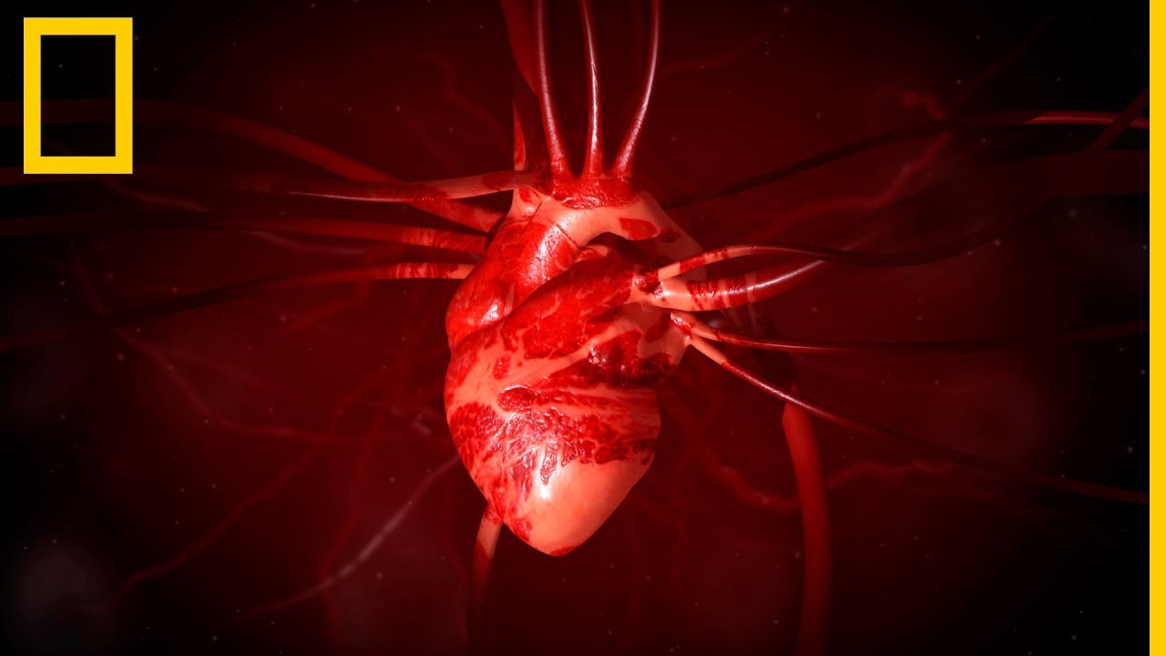Coraz&oacute;n 101 | National Geographic en Espa&ntilde;ol