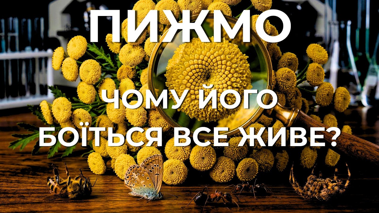 Пижмо: золоті ґудзики характерників. Чому воно паралізує все живе? Таємниці продуктів