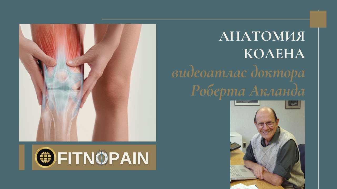 Анатомия коленного сустава - видеоатлас Акланда