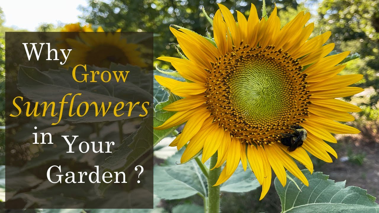 Why Grow Sunflowers in Your Home Garden? Benefits of Sunflowers Grown with Vegetable Gardens