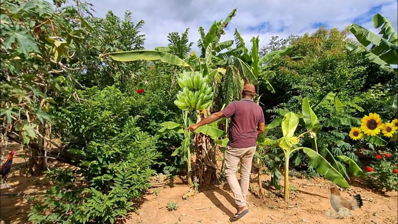  ELE MORA NESSE PARAÍSO RICO EM FRUTAS E ÁGUA  AQUI ME SINTO COMO UM PÁSSARO VUANDO LIVRE 