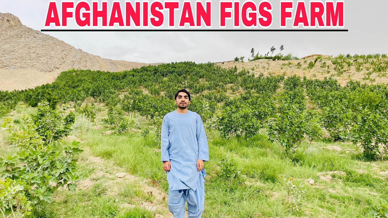 Afghanistan dried figs farm 2022| Sun dried figs | Afghan vlog |