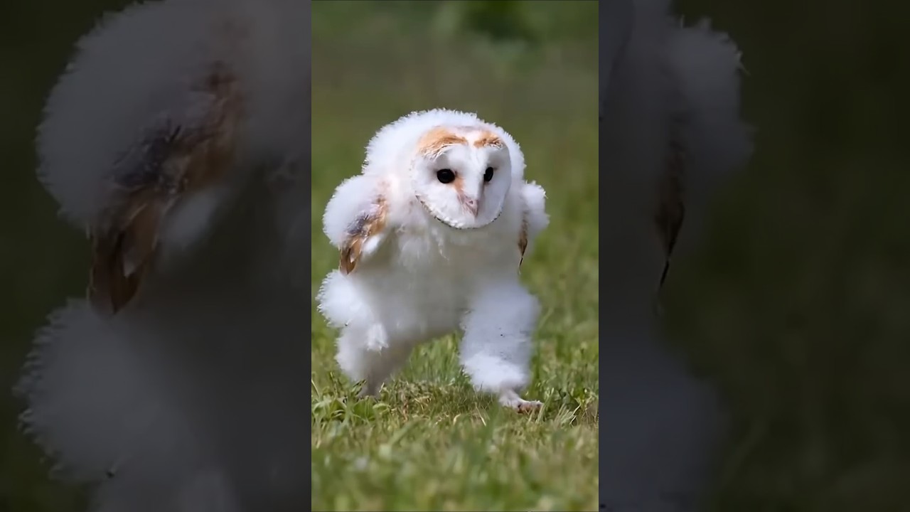 エッホエッホメンフクロウ Ehhhhh Barn Owl　#cute #pet #animal #baby #aiart