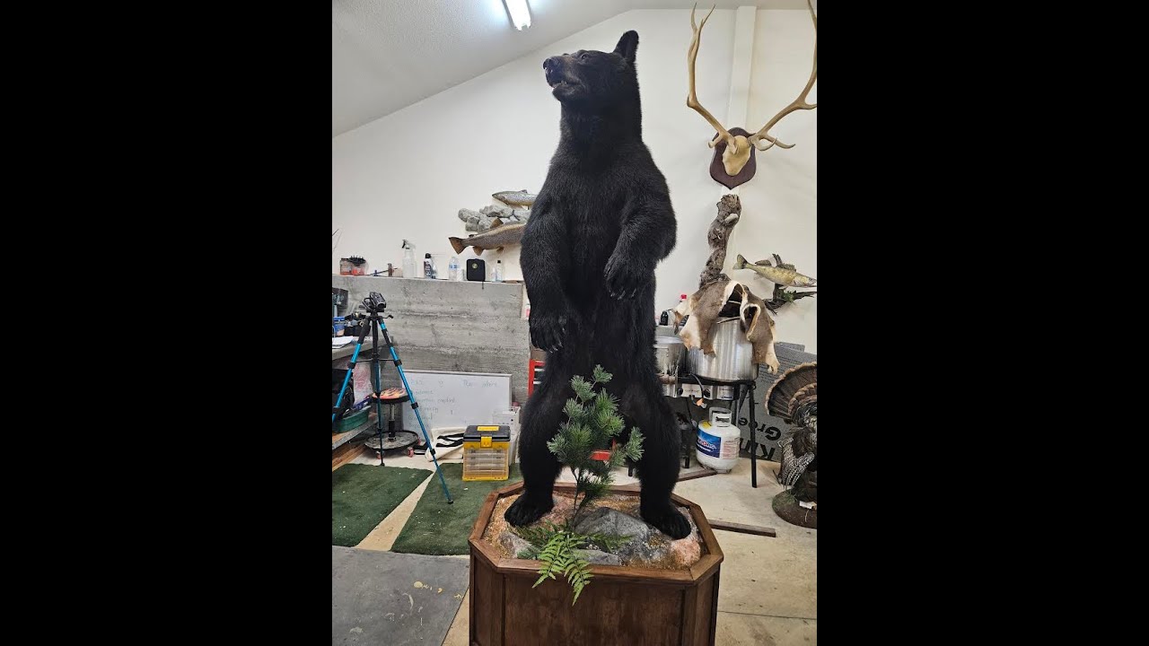Life-Size Bear Mount