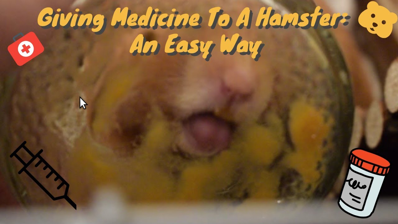 Giving Medicine To A Hamster: An Easy Way