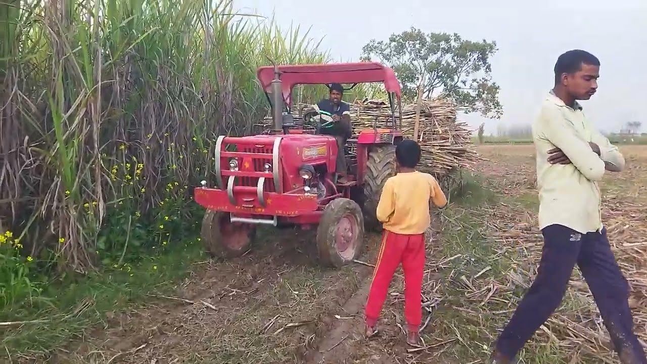 Akele ne hi nikal di aaj to tarli ko mahindra tractor new video mahindra tractor power💪 full tractor