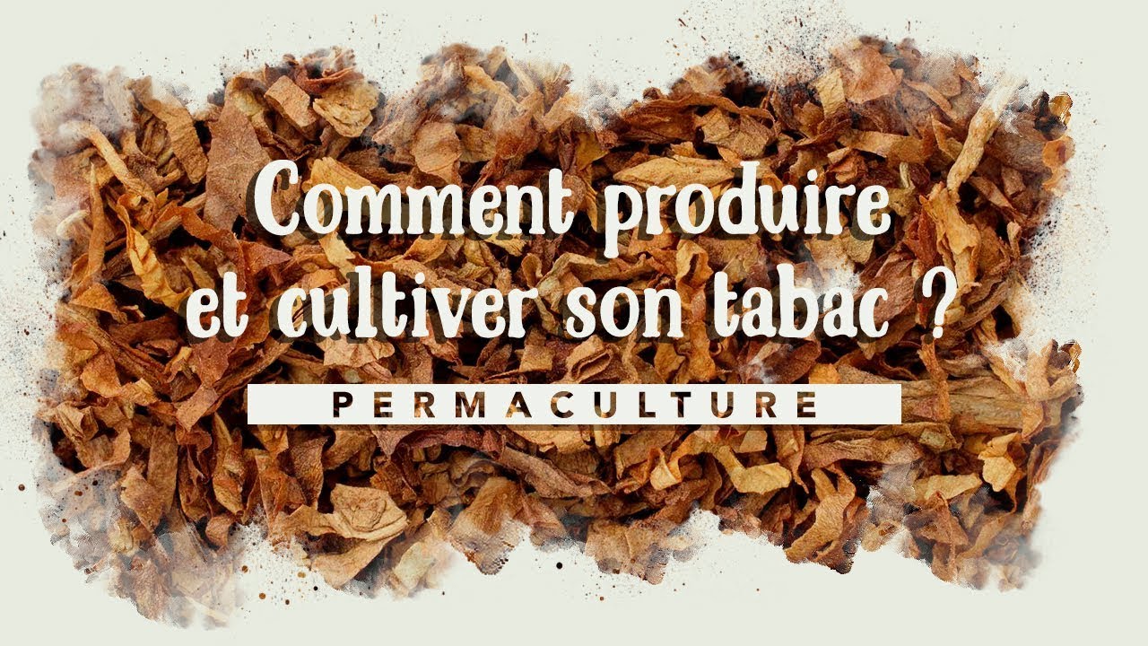 Comment produire et cultiver du tabac à la maison ?