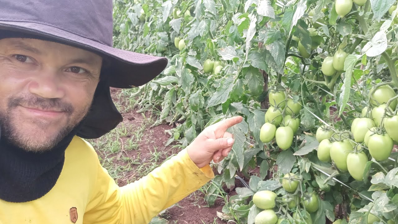 tomate depois da primeira colheita.