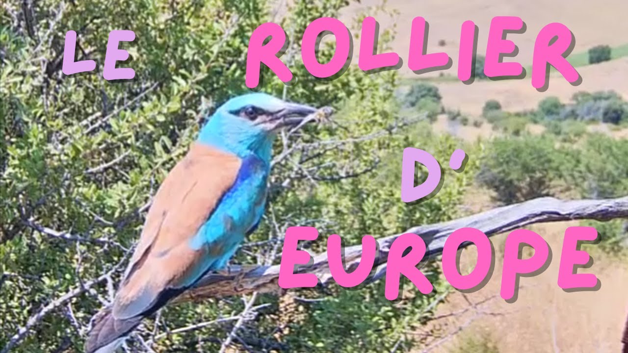 le Rollier d'Europe