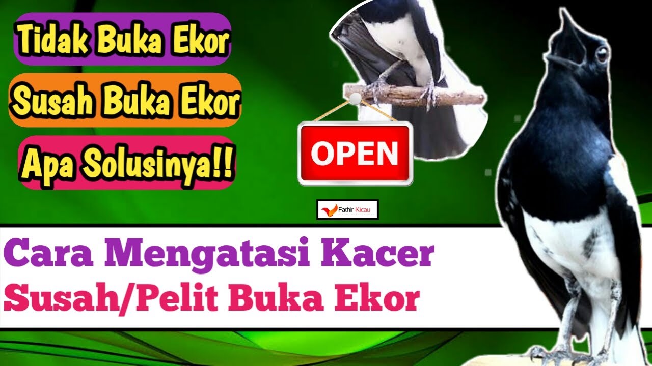 Cara mengatasi kacer susah buka ekor saat dilombakan