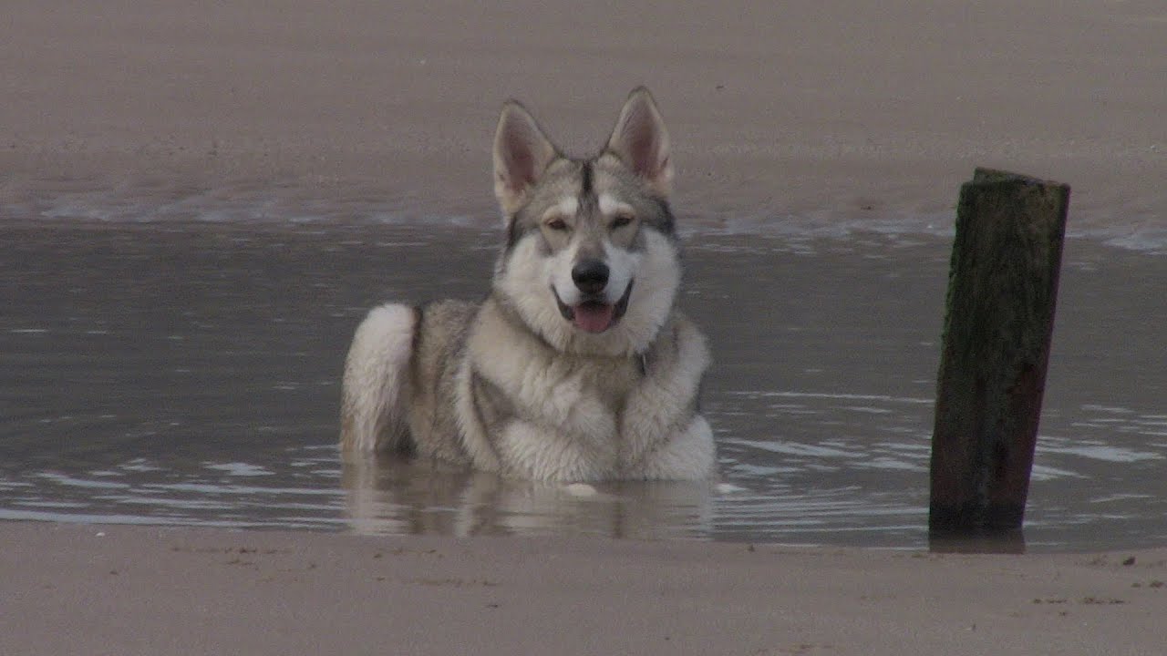 Northern Inuit Beach Play