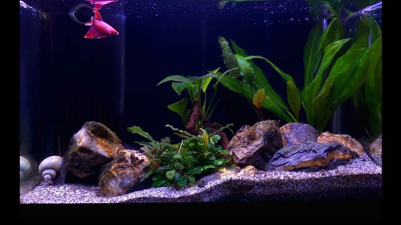 $4.....PETCO Betta will BLOW YOUR MIND!!!!