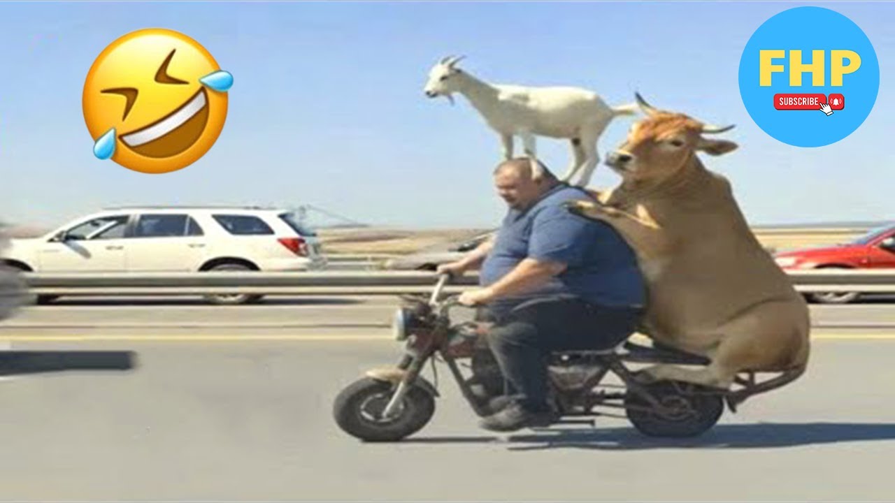 Funny & Hilarious People Life 😆 #3 | TRY NOT TO LAUGH 😂 | Instant Regret Fails Compilation 2025