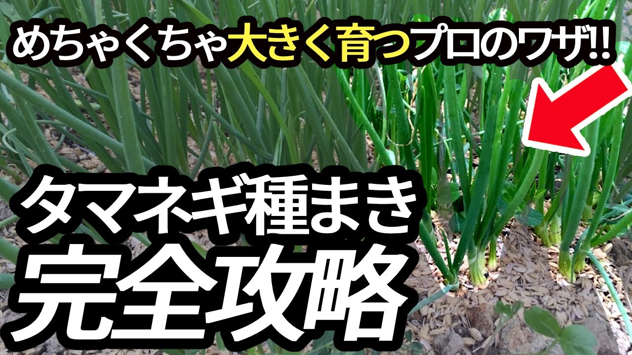 今‼間に合う】4月収穫の貯蔵玉ねぎ苗を作る!種まきプロの失敗しない大豊作秘密のテクニック