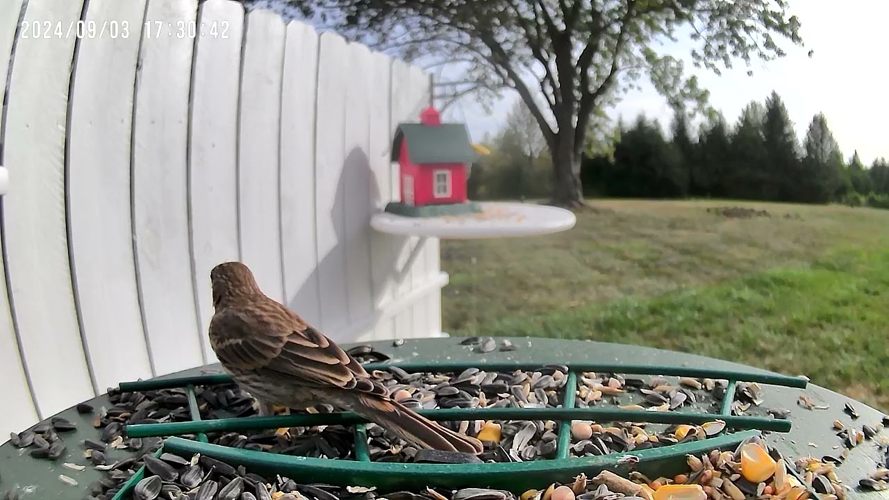 Birds.                 #UnBrokenFoundation #HealingPTSD #WatchingNature #Healingthroughnature 191