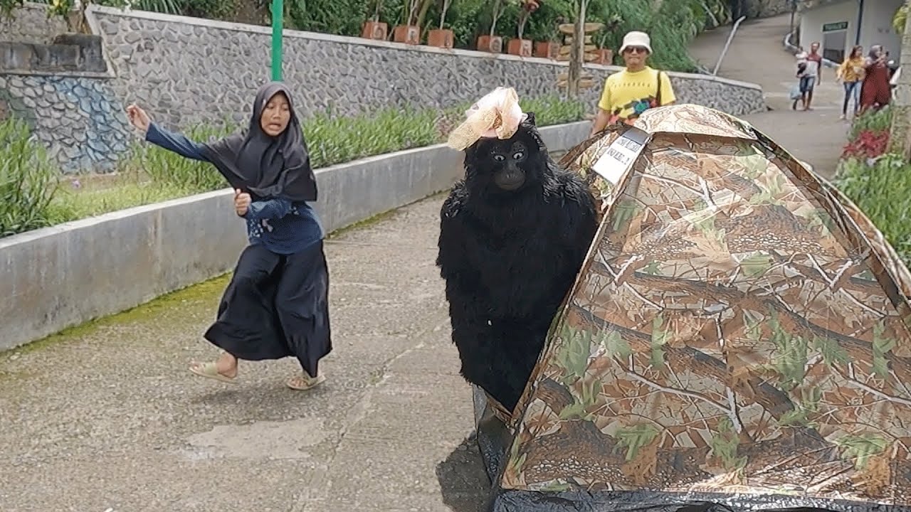 MONYET PENUNGGU TENDA || MONKEY KEDIRI