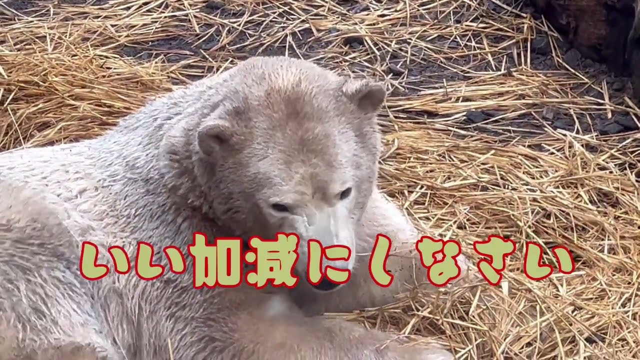 寝わら騒動その②いい加減にしてwとユキの心の叫びが聞こえてきそうなw男鹿水族館GAOのホッキョクグマ親子ʕ•ᴥ•ʔユキ＆フブキ