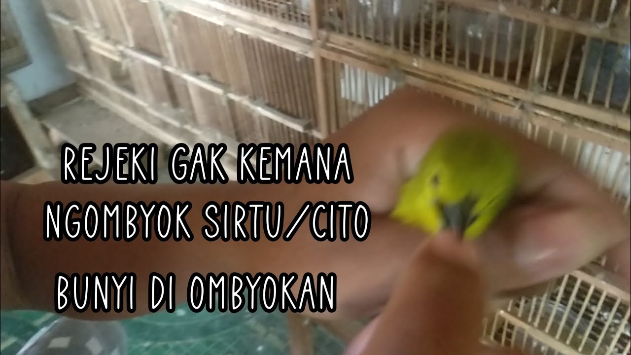Cara ngombyok sirtu/cito jantan ombyokan yang bagus prospek cepat bunyi