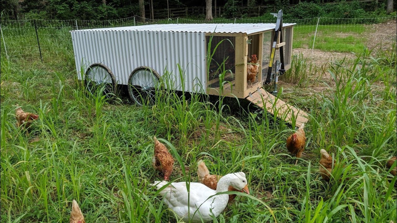THE CHICKCHARIOT (XL Justin Rhodes ChickShaw)