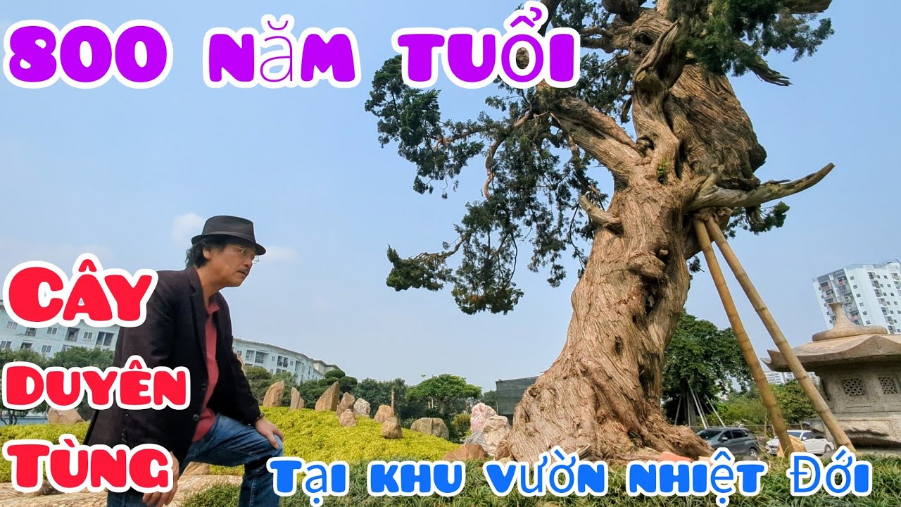 Khám phá khu vườn Nhiệt Đới mà Tập Đoàn Triệu Điền Đang xây dựng và chia sẻ cây Duyên Tùng 800 năm t