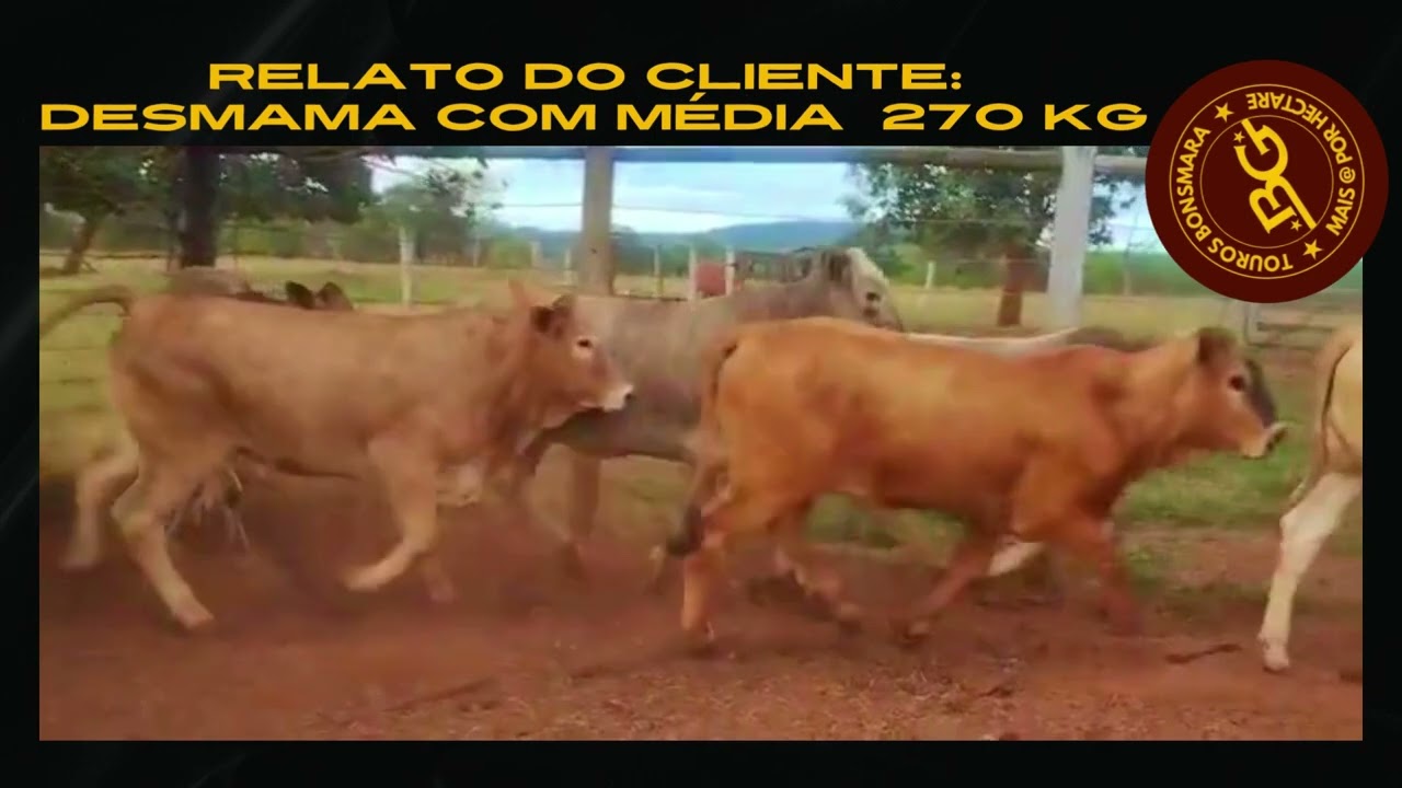 Resultado do cruzamento Bonsmara X Brahman