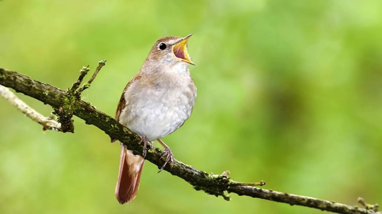 Common nightingale calling, Beautiful Common Nightingale song [HD Common nightingale sound]